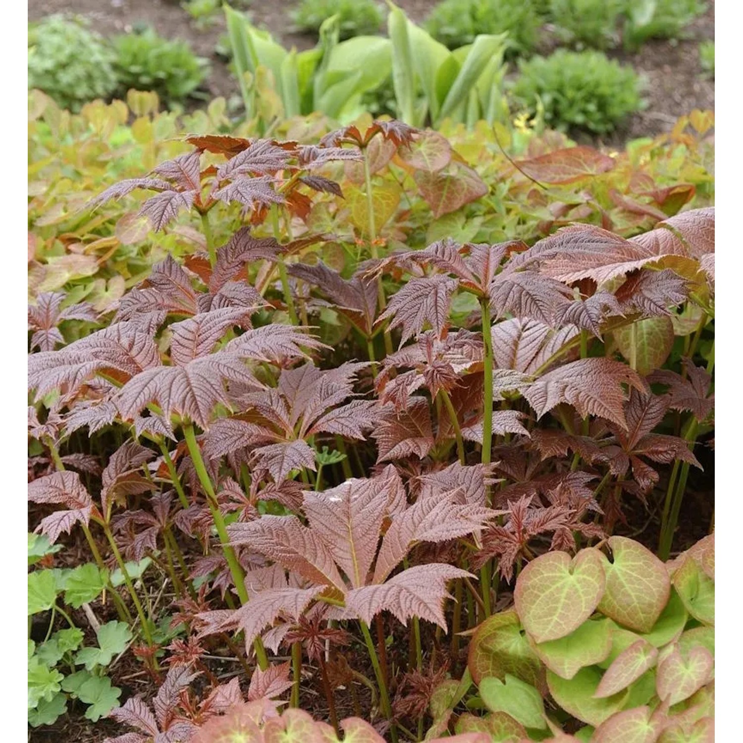 Gestieltblättriges Schaublatt Braunlaub - Rodgersia podophylla