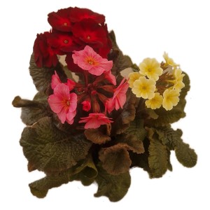 Stängellose Schlüsselblume (Primula vulgaris) in Rot, Rosa und Gelb, eine farbenfrohe Frühjahrsbepflanzung von GROW by OBI.