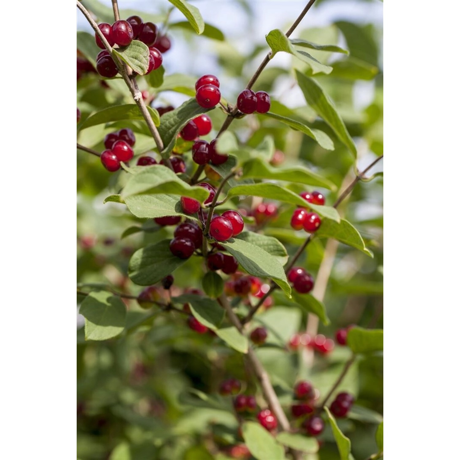 Lonicera xylosteum 125-150 cm günstig online kaufen