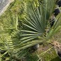 Chinesische Fächerpalme (Trachycarpus fortunei), 160cm, im Topf. Winterharte, exotische Pflanze für Garten und Terrasse.