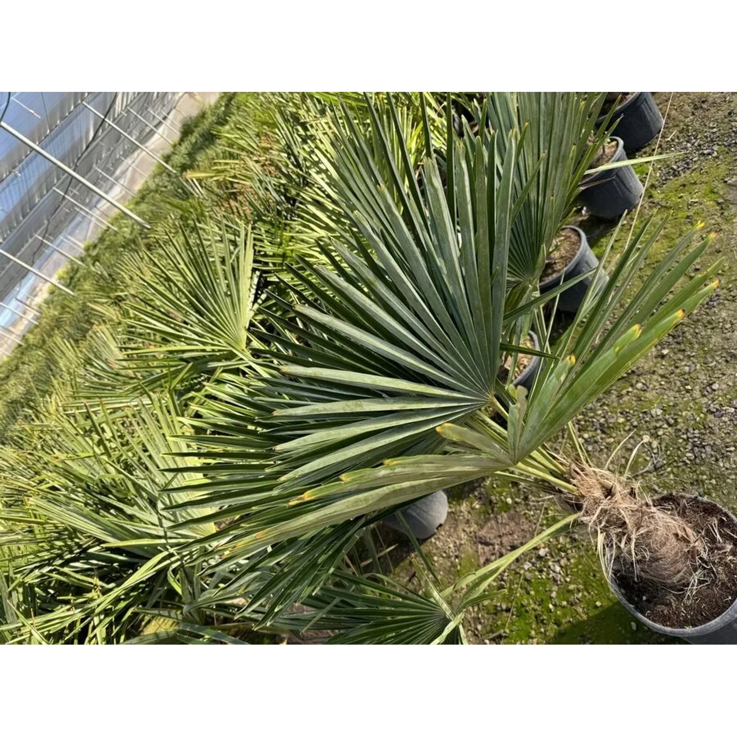 Chinesische Fächerpalme (Trachycarpus fortunei), 160cm, im Topf. Winterharte, exotische Pflanze für Garten und Terrasse.