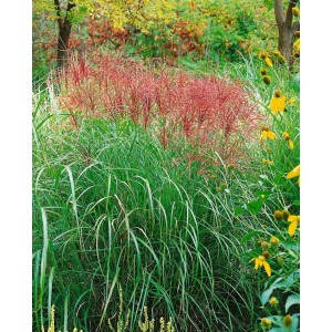 Chinaschilf 'Red Chief': Ziergras mit roten Blütenständen im Gartenbeet.