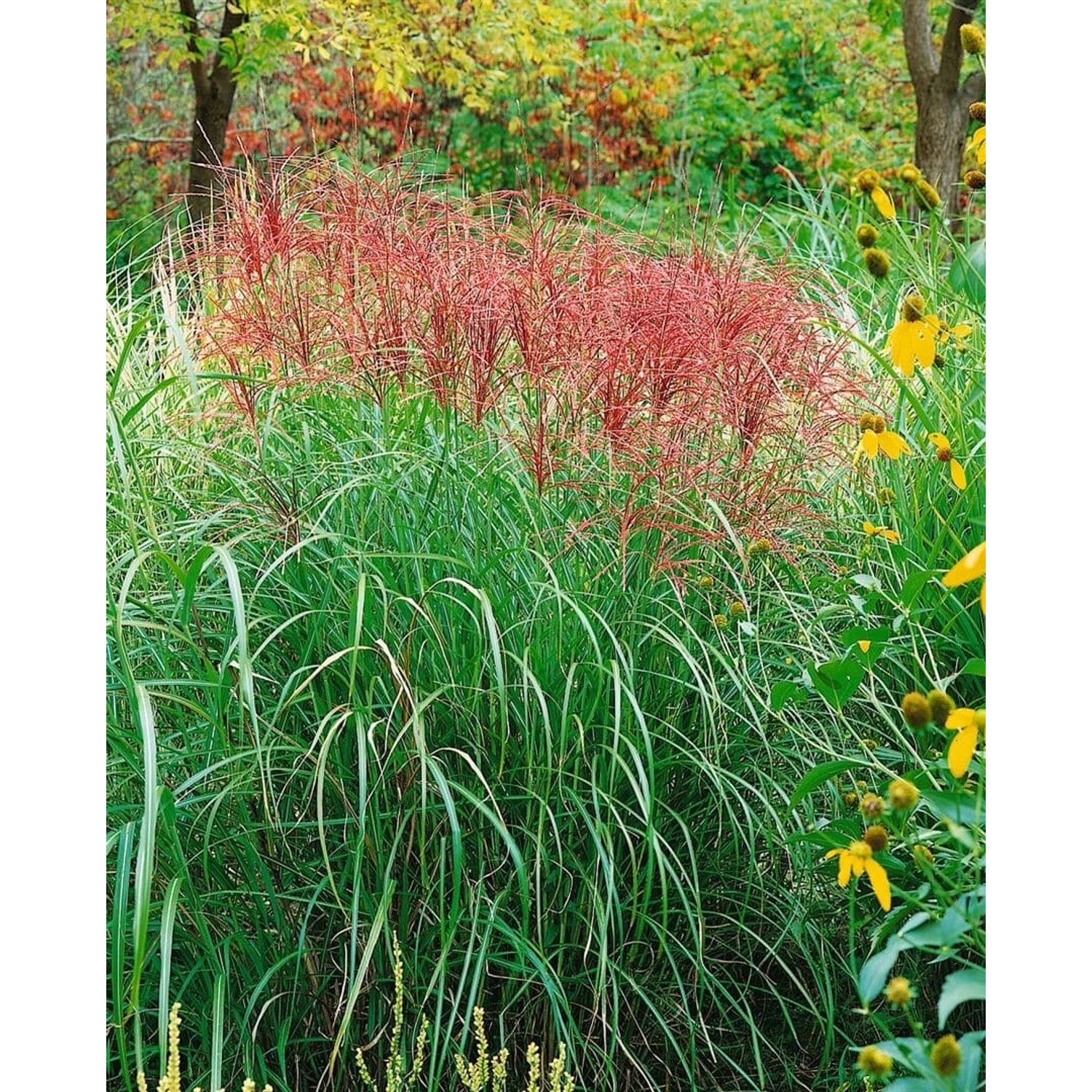 Miscanthus Sinensis Red Chief Chinaschilf Rot 3-5 Liter Container günstig online kaufen