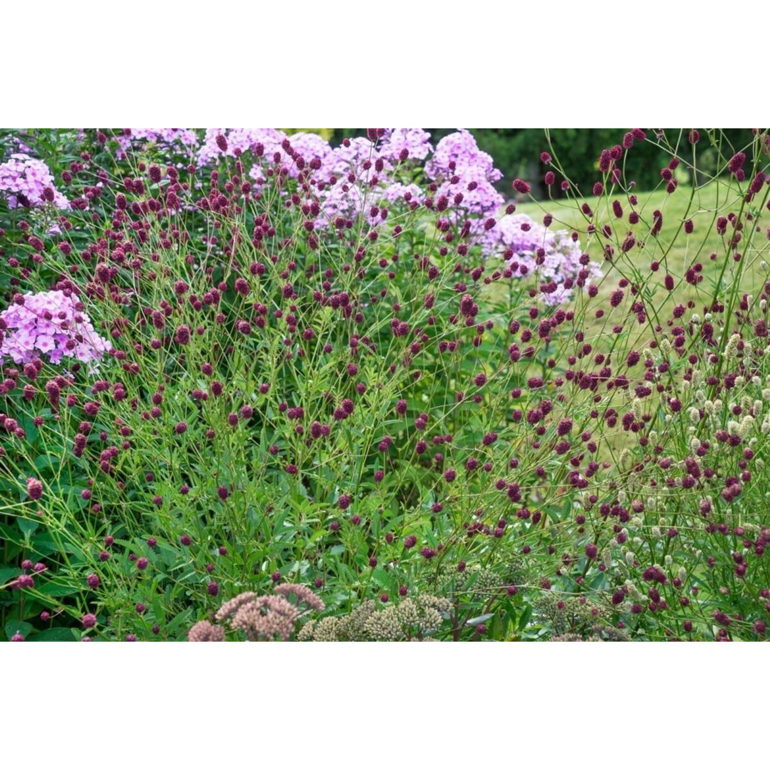 Sanguisorba Officinalis Pink Tanna Großer Wiesenknopf Ca. 9x9 cm Topf günstig online kaufen