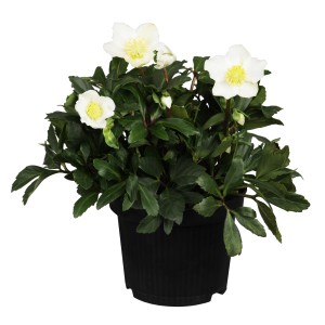 Christrose HGC Wintergold im Topf, weiße Blüten mit gelber Mitte und grünen Blättern.