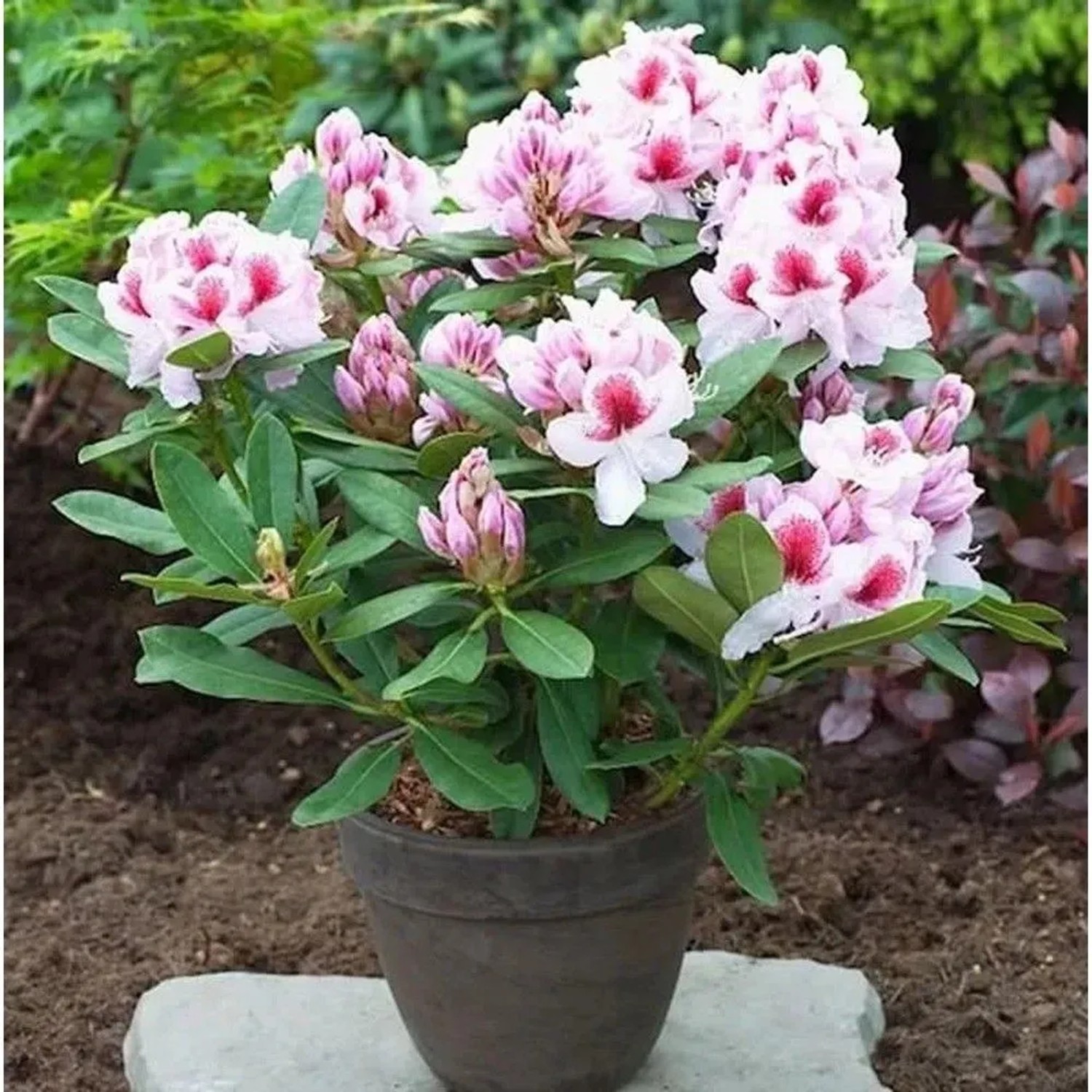 Image of Großblumige Rhododendron Belami 50-60cm - Alpenrose