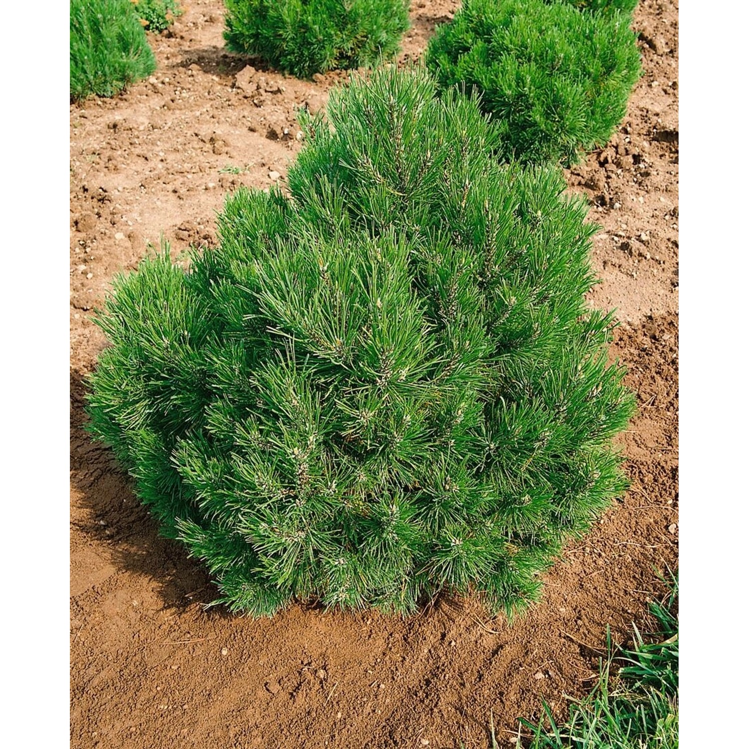 Pinus Mugo Allgäu Bergkiefer Kompakt 20–25 cm günstig online kaufen