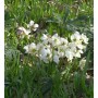 Nahaufnahme einer weißen Christrose (Helleborus niger) im Garten, umgeben von grünen Blättern.