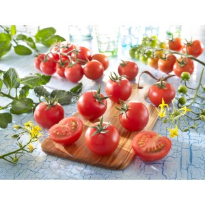 Kiepenkerl Cocktail-Tomate Aranca F1-Hybride, rote, reife Tomaten auf Holzbrett.