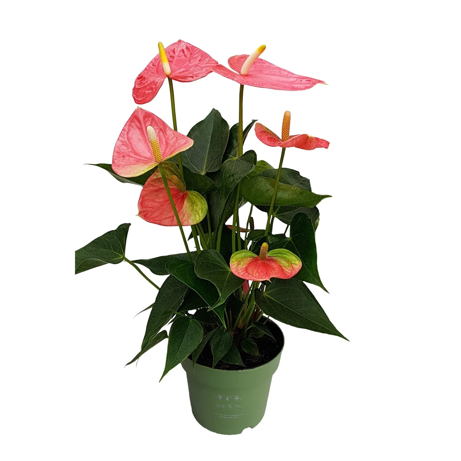 Plant In A Box Flamingoblume Anthurium 'Colorado Pink' Höhe 40cm Ø14 Rosa