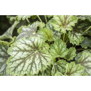 Nahaufnahme der Heuchera 'Marvelous Marble Silver' Staude mit silbrig-grünen, marmorierten Blättern.