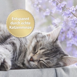 Entspannte Katze mit Felisept Beruhigungshalsband vor Lavendel. Katzenminze sorgt für Wohlbefinden.