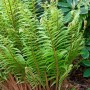 Grüner Wallichs Wurmfarn (Dryopteris wallichiana) im 9x9 cm Topf.