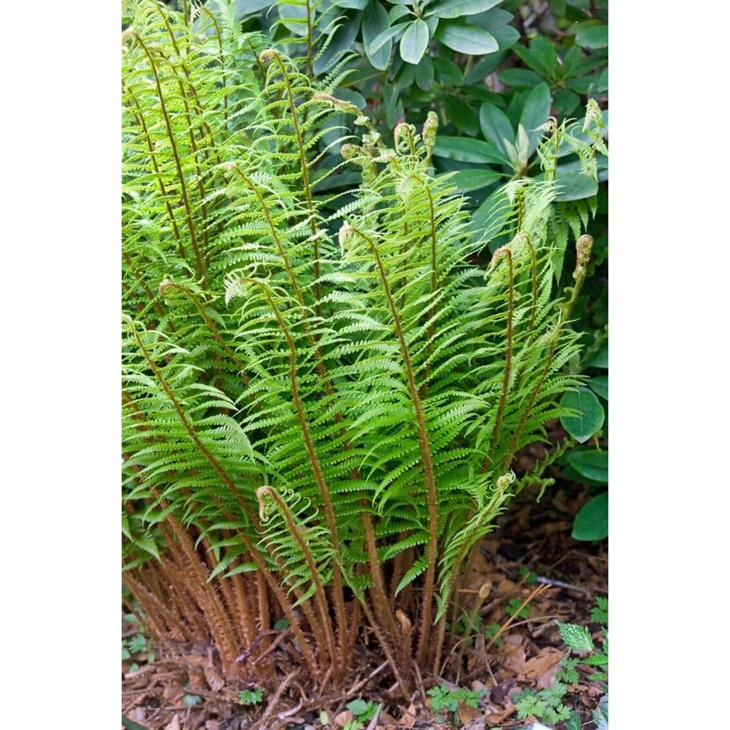 Dryopteris Wallichiana Wallichs Wurmfarn Ca. 9x9 cm Topf günstig online kaufen