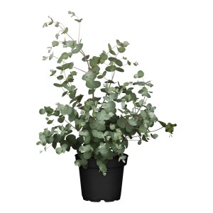 Eukalyptus Busch (Eucalyptus gunnii) im Topf, ca. 30-40 cm hoch. Dekorative Zimmerpflanze.