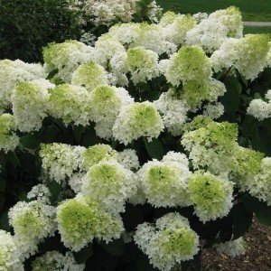 Rispenhortensie 'Polar Bear' Hydrangea paniculata 40 bis 50 cm im Container Weiße Blütenrispen
