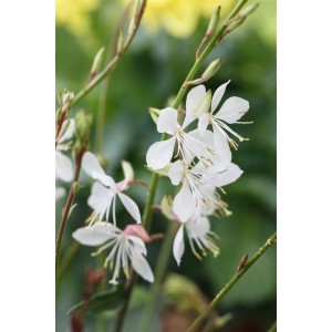 Nahaufnahme der weißen Blüten der Gaura Lindheimeri Prachtkerze 'Gambit White'.