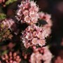 Blasenspiere Tiny Wine Hochstamm, rosa Blütenstände der Physocarpus opulifolius.