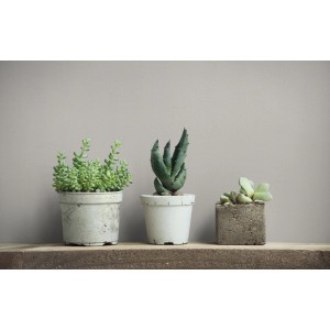 Anthrazitfarbene Marburg Vliestapete GZSZ Textiloptik als Hintergrund mit drei Sukkulenten.