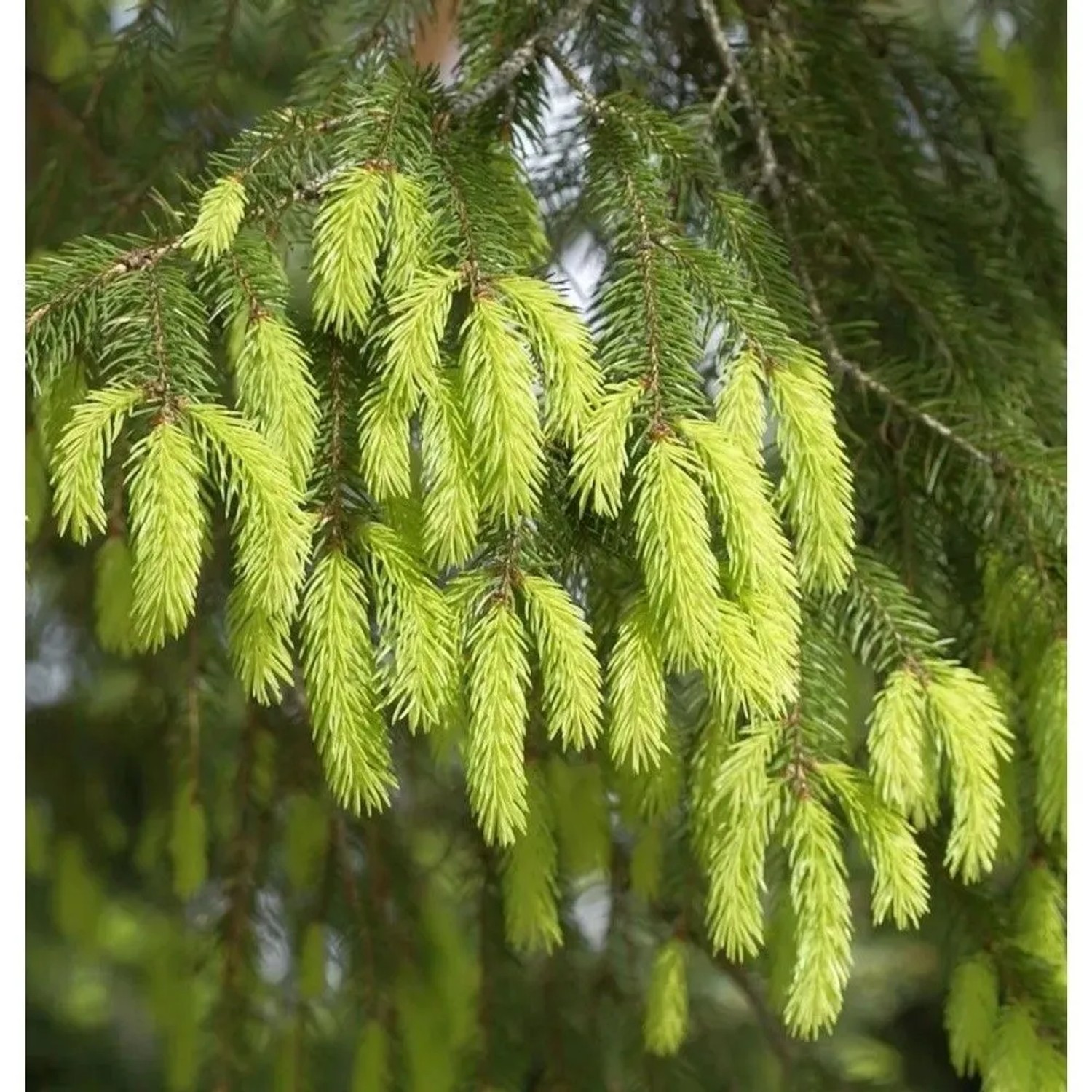 Gelbe Fichte 60-70cm - Picea abies Aurea