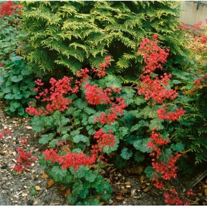 Purpurglöckchen 'Pluie de Feu' mit roten Blüten und grünem Laub im Garten.