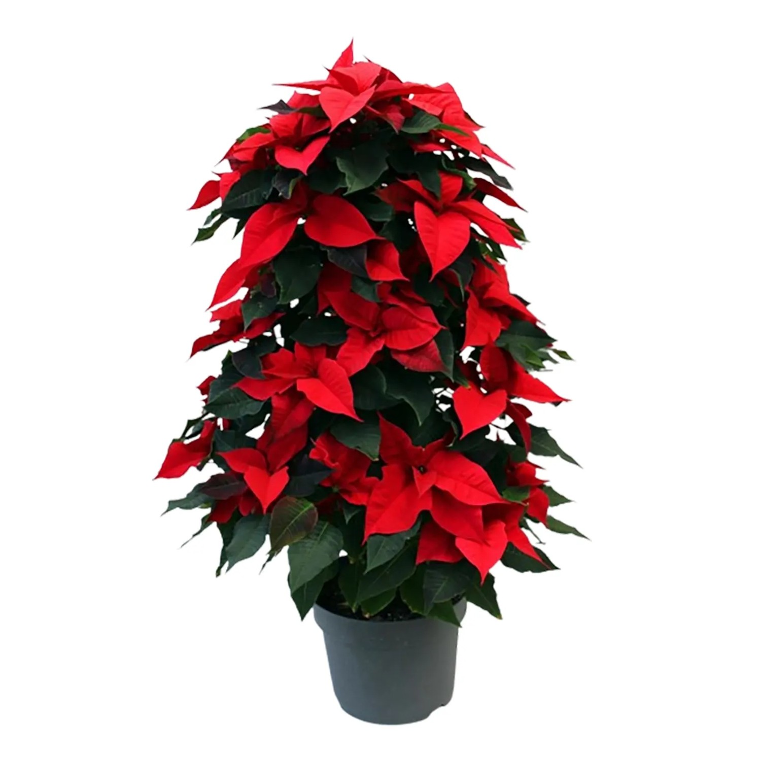 Weihnachtsstern Säule Topf-Ø ca. 24 cm Euphorbia pulcherrima kaufen bei OBI