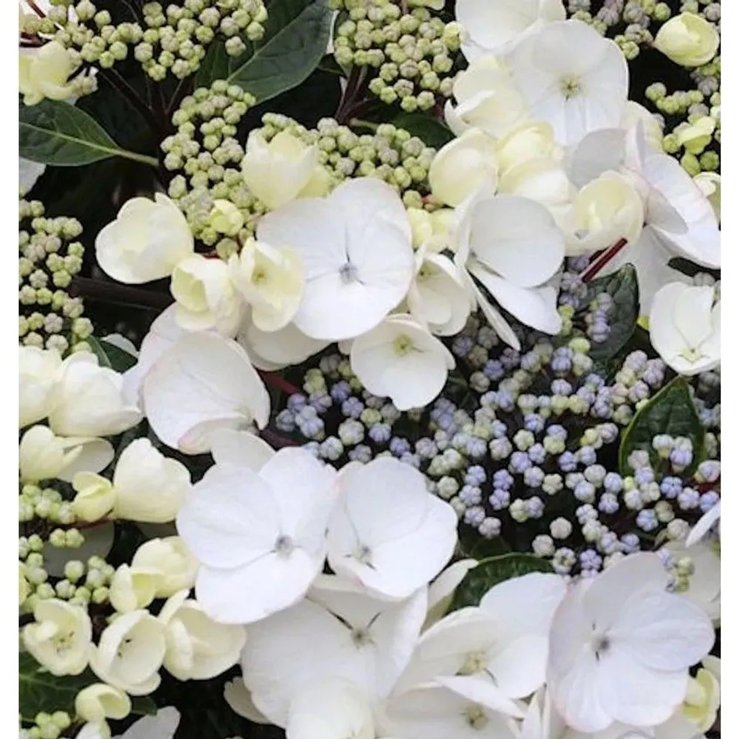 Bauernhortensie Benxi 30-40cm - Hydrangea macrophylla