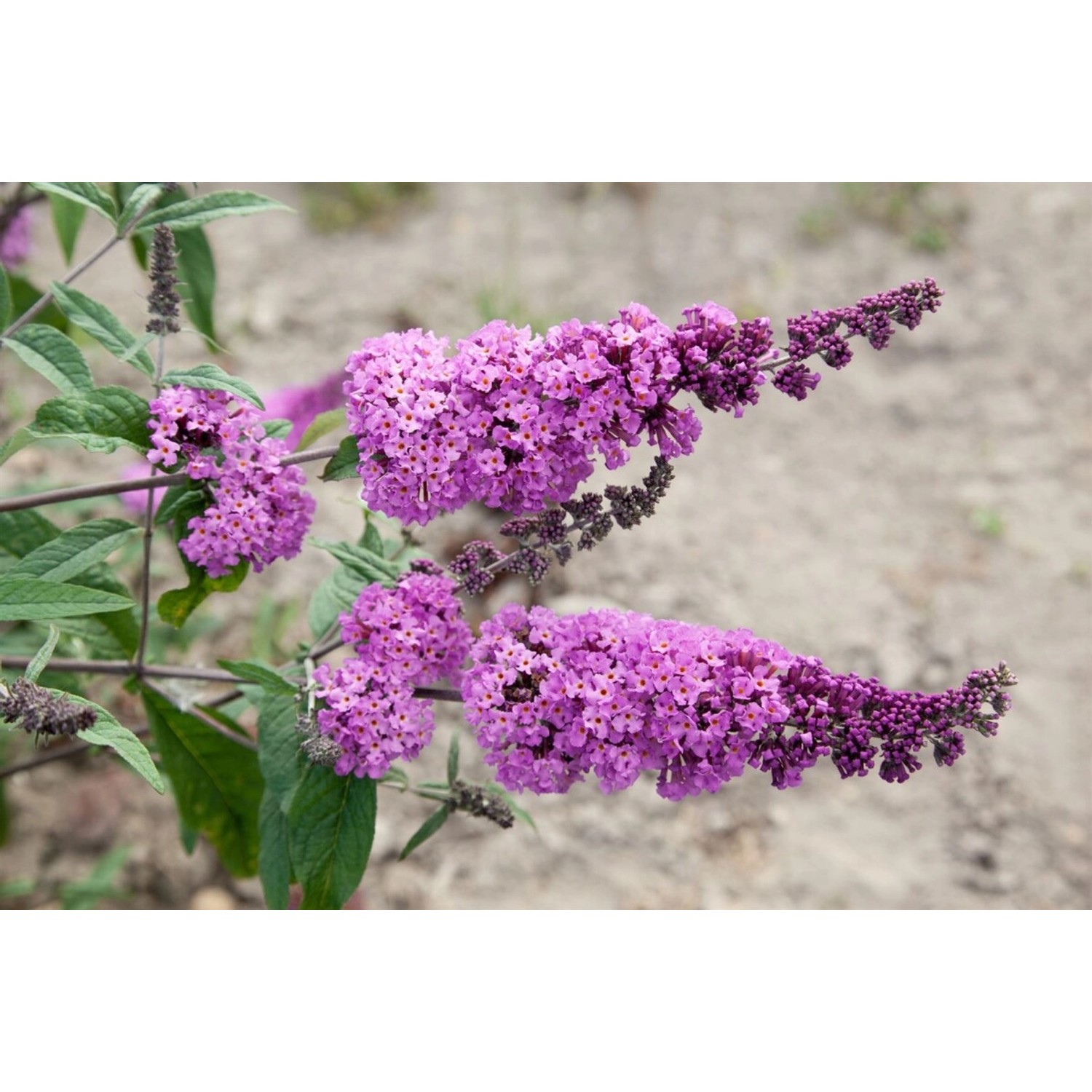 Buddleja Davidii Schmetterlingsstrauch 'Border Beauty' 80-100 cm günstig online kaufen