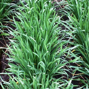 Frischer, grüner Garten-Knofi (Allium) im Topf, ca. 12 cm Durchmesser. Ideal für Kräutergarten und Küche.