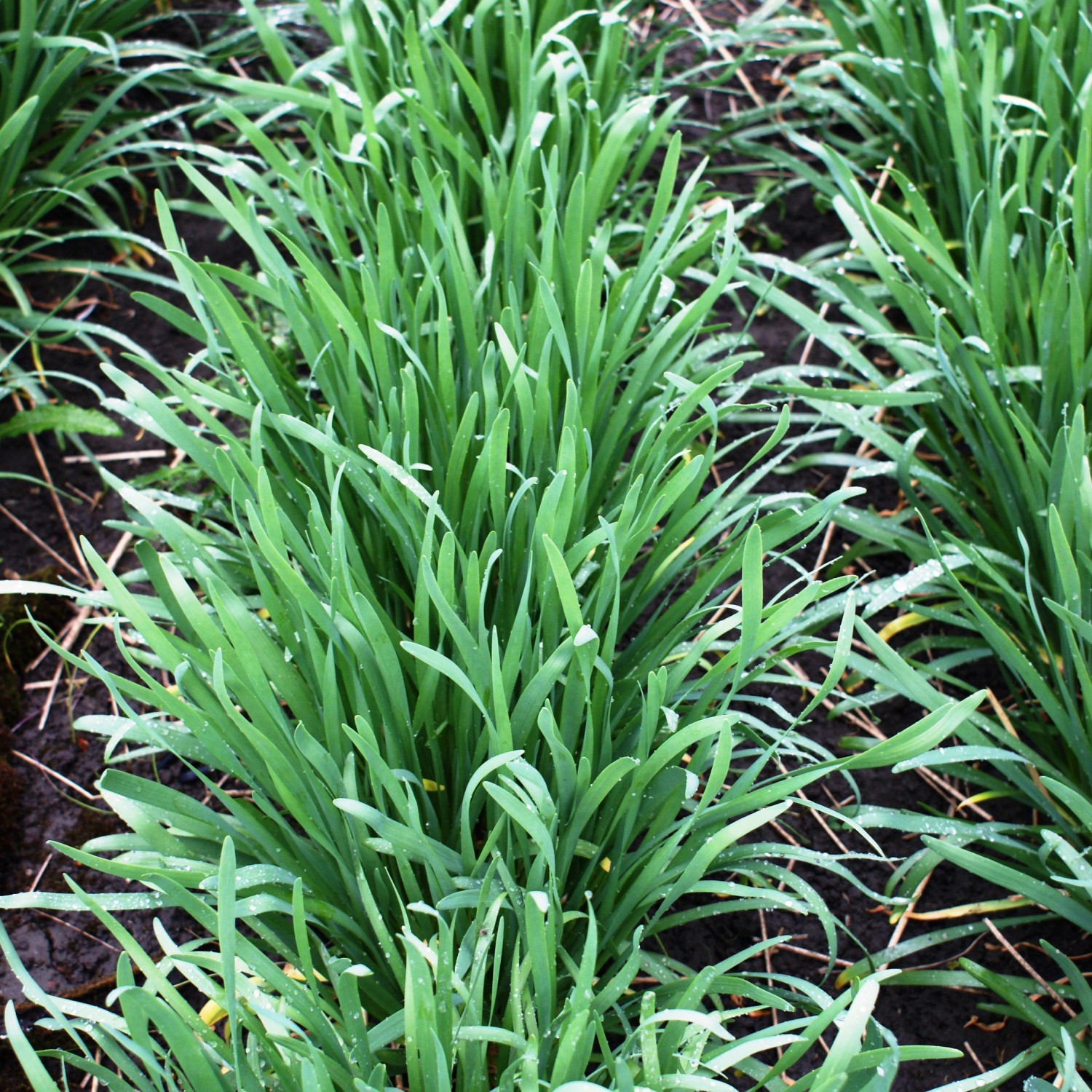 Frischer, grüner Garten-Knofi (Allium) im Topf, ca. 12 cm Durchmesser. Ideal für Kräutergarten und Küche.