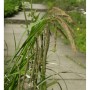 Detailaufnahme der Riesensegge (Carex pendula) mit grünen Blättern und braunen Blütenständen.