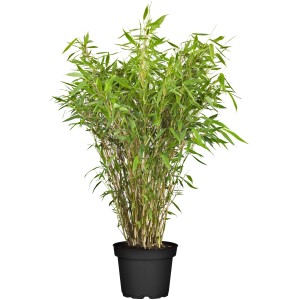 Gartenbambus Black Pearl im Topf, Höhe 60-80 cm, grüne Blätter, dunkle Halme.