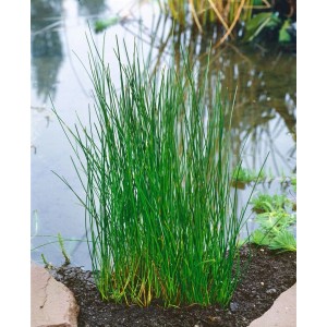 Sumpfbinse Eleocharis Palustris im 9x9 cm Topf am Teichrand, grüne Gräser.