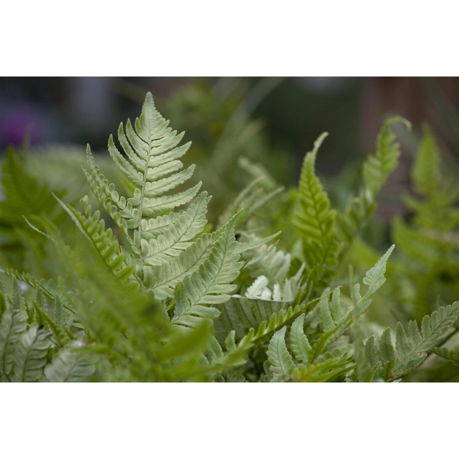Dryopteris Erythrosora Rotschleierfarn 2-3 Liter Container günstig online kaufen
