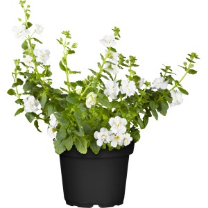 Schneeflockenblume (Bacopa) im Topf, weiße Blüten, Hängepflanze für Balkon und Garten.