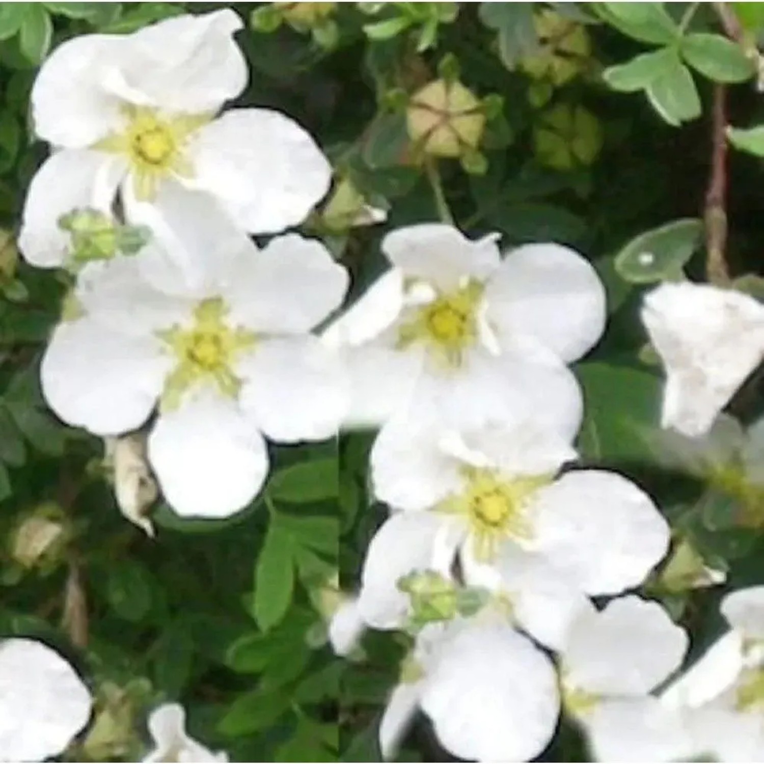 10x Kleiner Spierstrauch Tilford Cream - Potentilla fruticosa