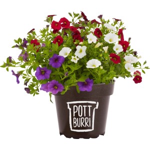 Dreifarbiges Zauberglöckchen (Calibrachoa) im Topf, Farben: rot, weiß, lila. Hängepflanze für Beet und Balkon.