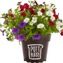 Dreifarbiges Zauberglöckchen (Calibrachoa) im Topf, Farben: rot, weiß, lila. Hängepflanze für Beet und Balkon.