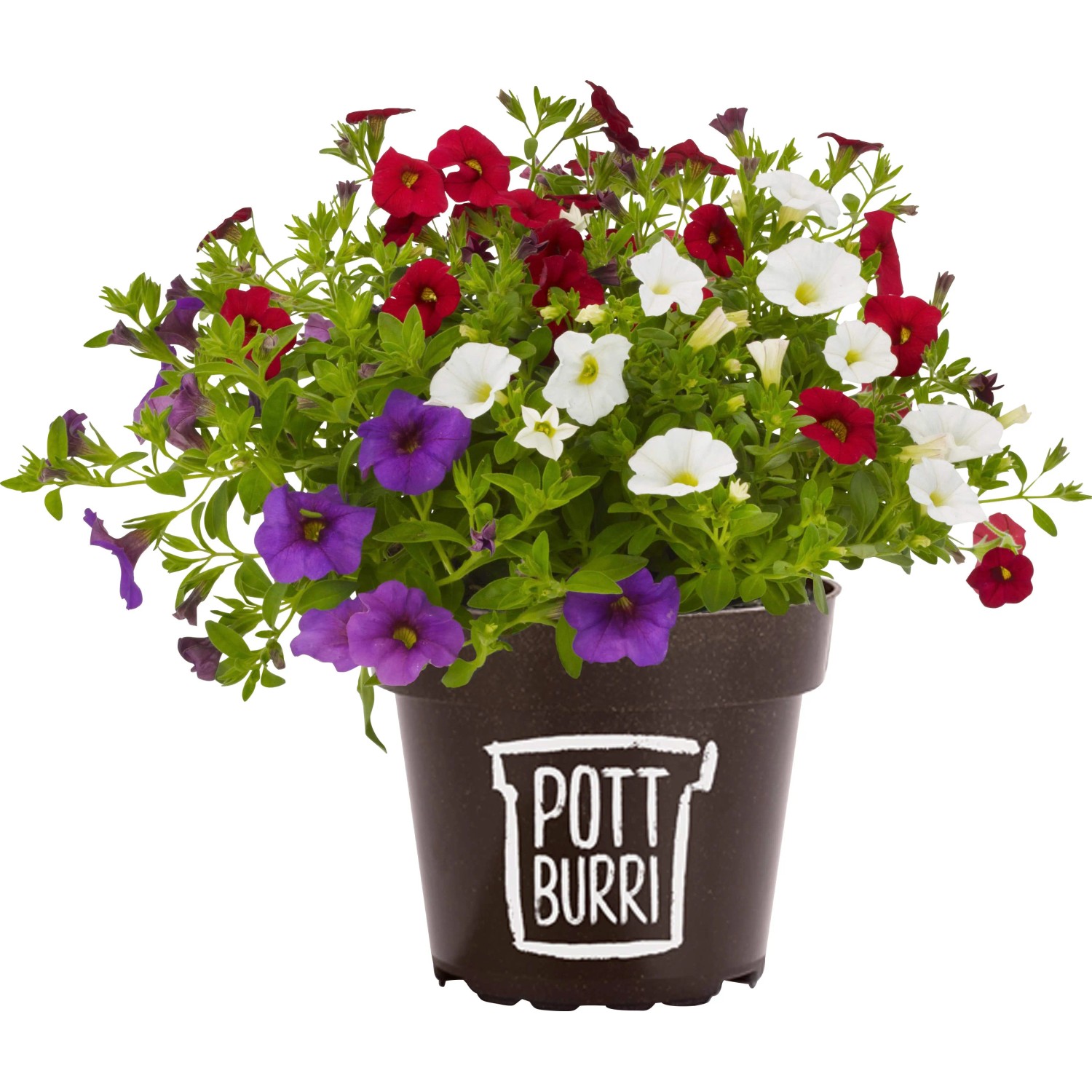 Dreifarbiges Zauberglöckchen (Calibrachoa) im Topf, Farben: rot, weiß, lila. Hängepflanze für Beet und Balkon.