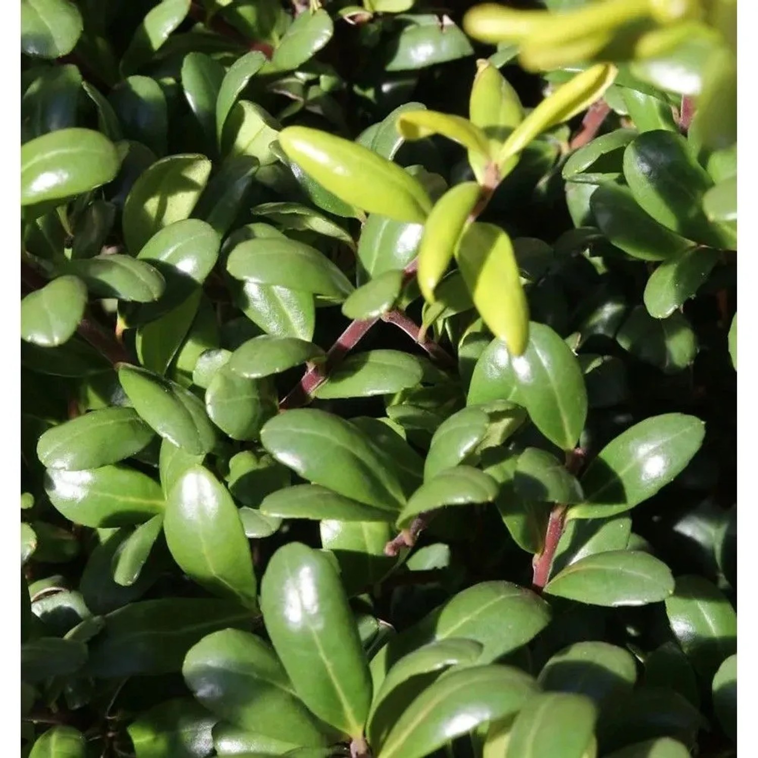 Kugelschnitt Glorie Dwarf 20-25cm - Ilex crenata