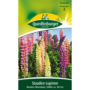 Farbenfrohe Stauden-Lupinen 'Russels Mischung' von Quedlinburger, ideal für Beet und Rabatte.