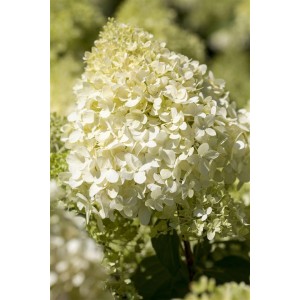 Nahaufnahme der weißen Blüte der Rispenhortensie Bobo.