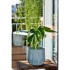 Fensterblatt Thai Constellation im Topf, Höhe 10-20cm, grüne Zimmerpflanze mit weißer Musterung.