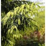 Kaukasus Fichte Aurea, Picea Orientalis mit gelben und grünen Nadeln.