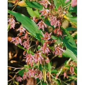 Tricyrtis Hirta 'Miyazaki' (Krötenlilie) mit lila-weiß gefleckten Blüten und grünen Blättern.