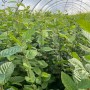 Junge Hainbuchen (Carpinus betulus) im Gewächshaus, ideal als Heckenpflanzen.