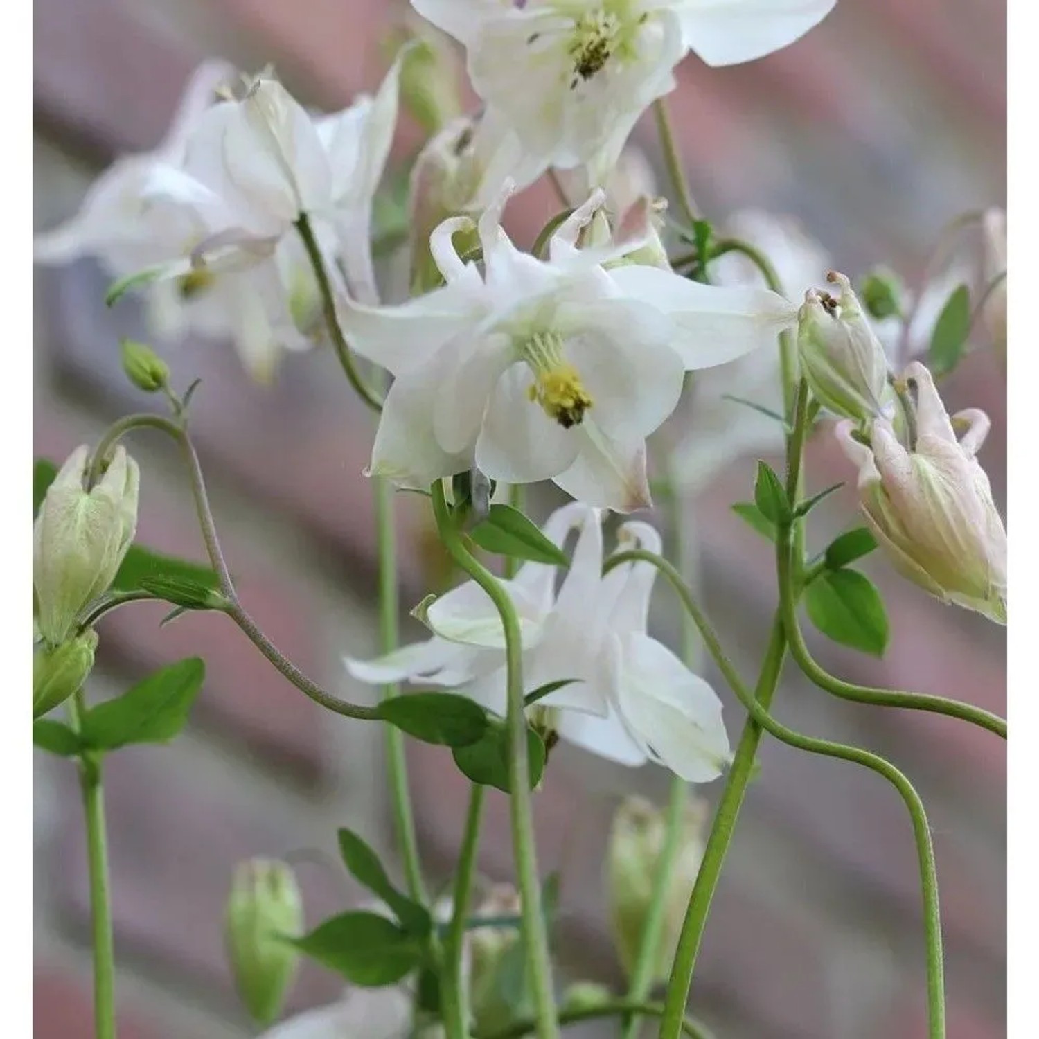 Akelei White Barlow - Aquilegia vulgaris