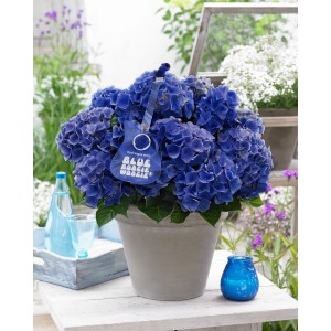 Strauchartige, blaue Bauernhortensie Blue Boogiewoogie im Topf, ca. 25-30 cm hoch.