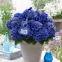 Strauchartige, blaue Bauernhortensie Blue Boogiewoogie im Topf, ca. 25-30 cm hoch.