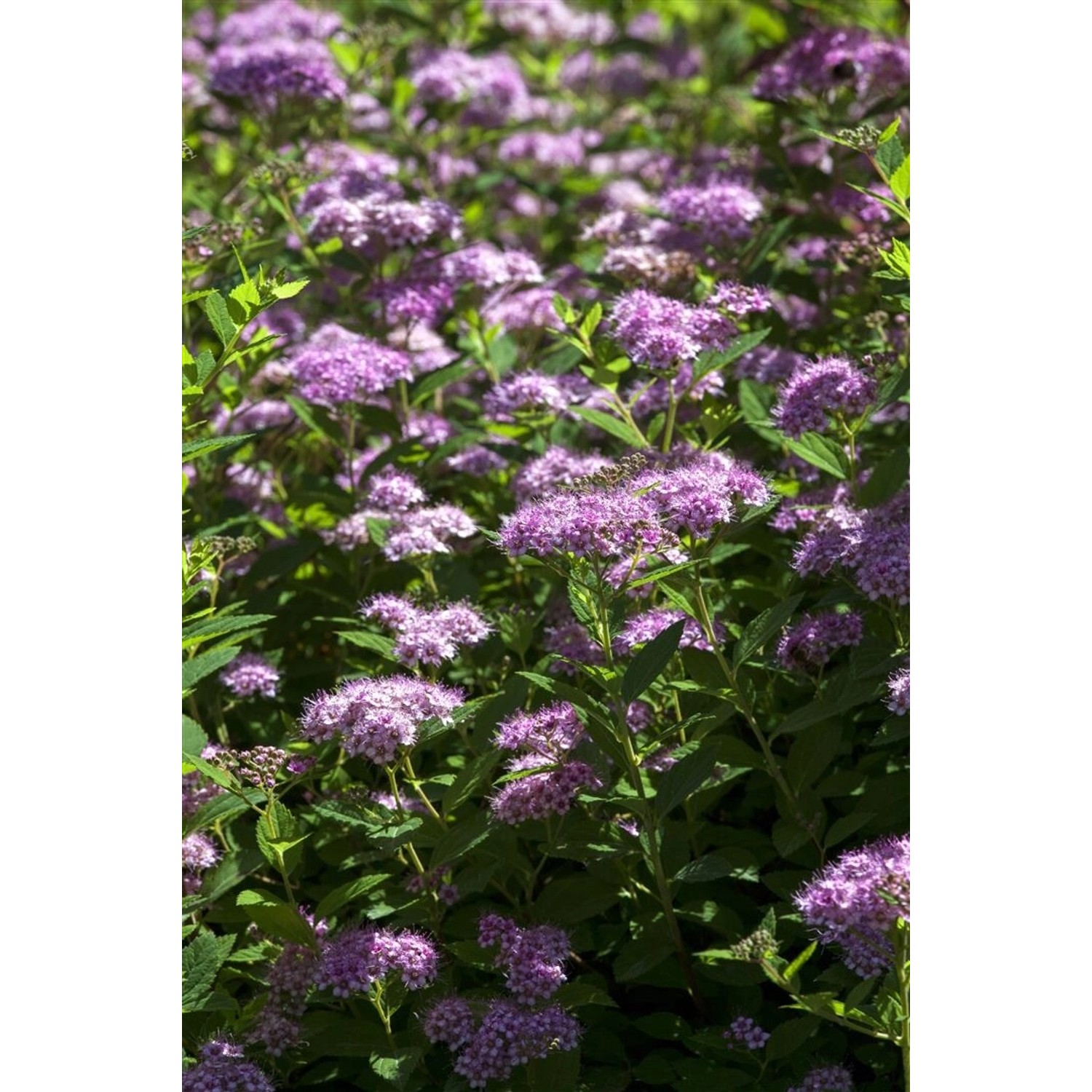 Spiraea Japonica Spierstrauch Little Princess 40-60 cm günstig online kaufen